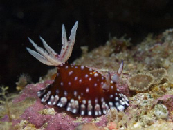 Taken at Nursery Bombie GBR- Aust. Photo shot on a sunny ... by Joshua Miles 